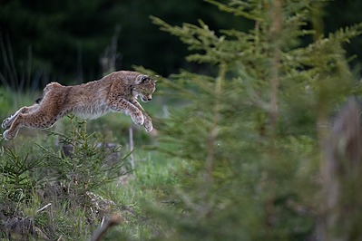 Ilves