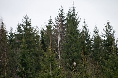 Kuusiku valvur