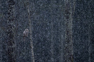 Händkakk lumesajus