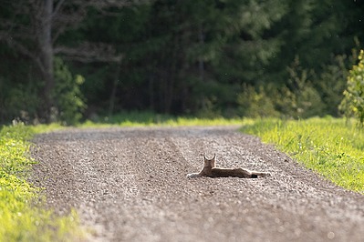 Ilves puhkab