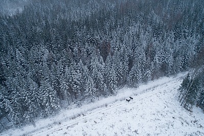 Põdrad