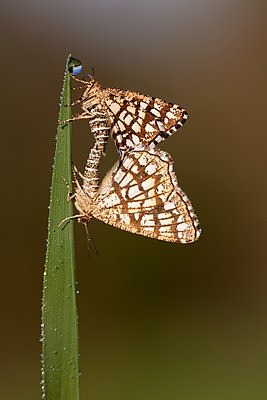 Liblikad