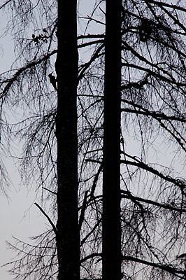 Musträhn