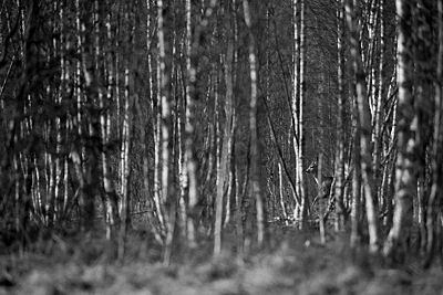 Kits