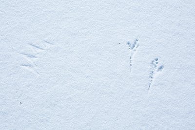 Autogramm