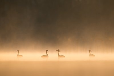 Tuttpütid udus