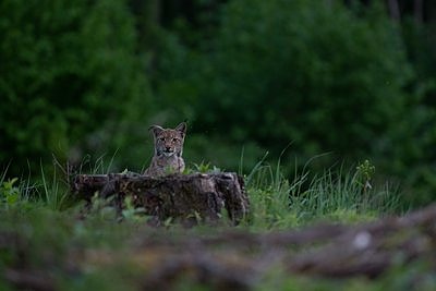 Ilves