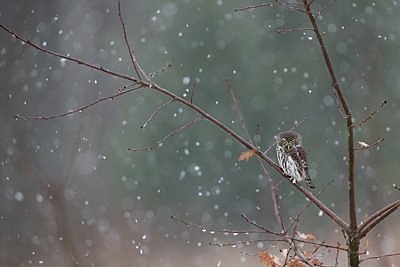 Värbkakk lumesajus