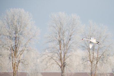 Kühmnokk-luik