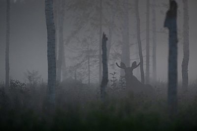 Põder