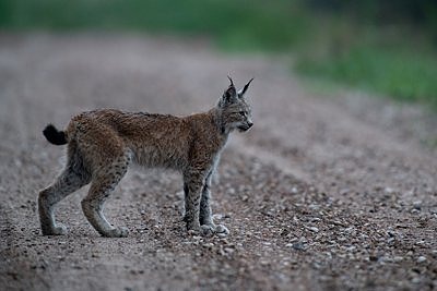 Ilves