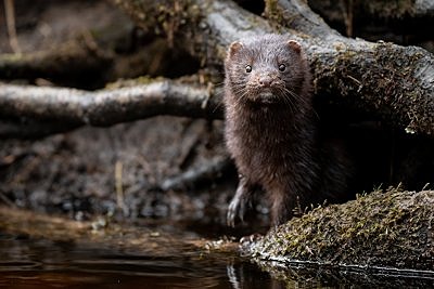 Mink