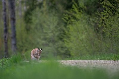 Ilves
