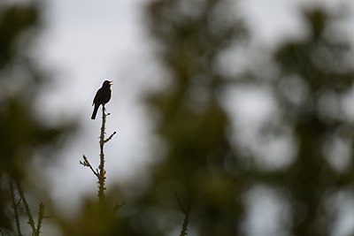 Musträstas