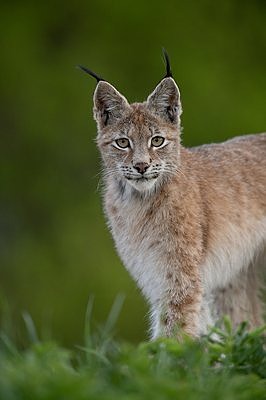 Ilves